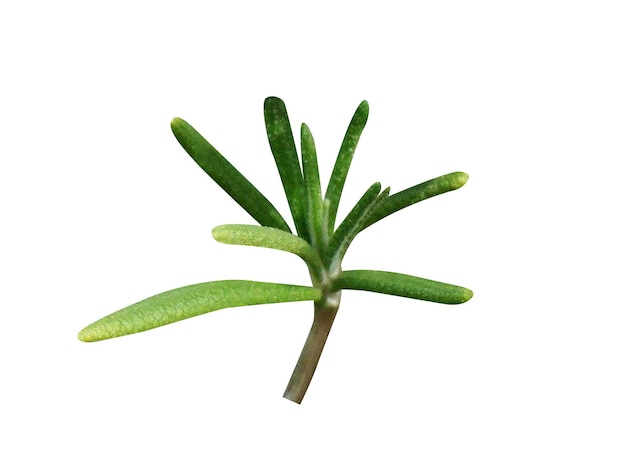 Rosemary Rosmarin Rosmarinus officinalis is used to flavor various foods and traditional medicine