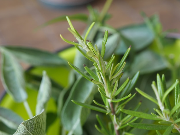 Rosemary (Rosmarinus) plant