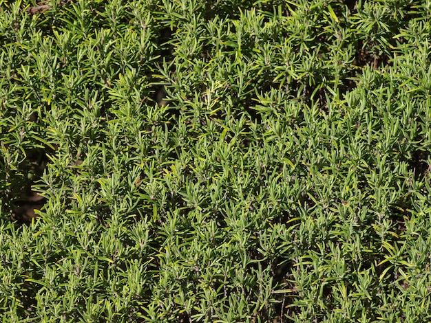 Rosemary Rosmarinus plant