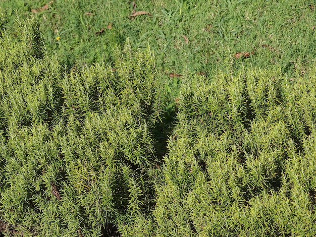 Rosemary Rosmarinus plant