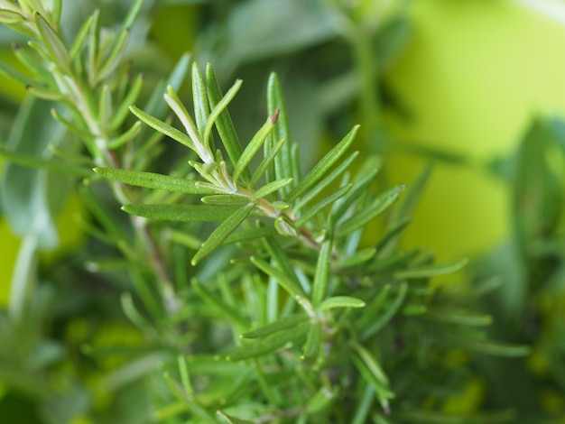 Rosemary (Rosmarinus) plant