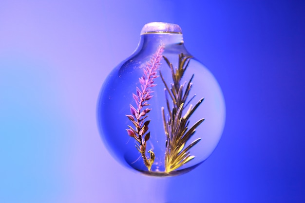 Rosemary in a sphere glass jar