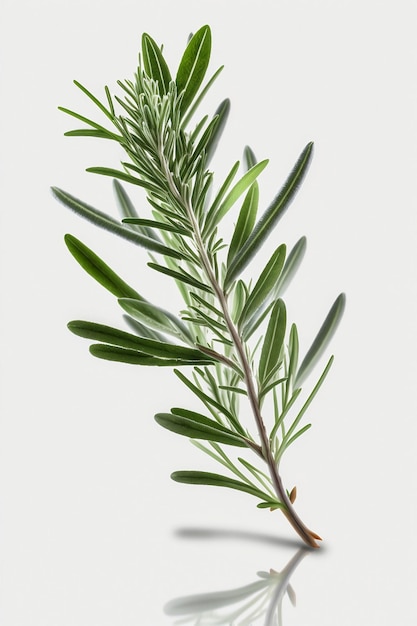 Rosemary sprig seasoning on white background Illustration of aromatic spice for cooking Hand drawn drawing Image is AI generated