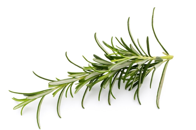 Rosemary twig on the isolated white background.