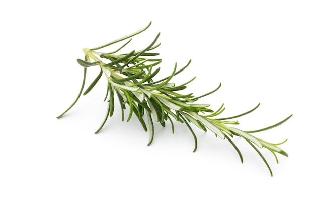 Rosemary twig isolated