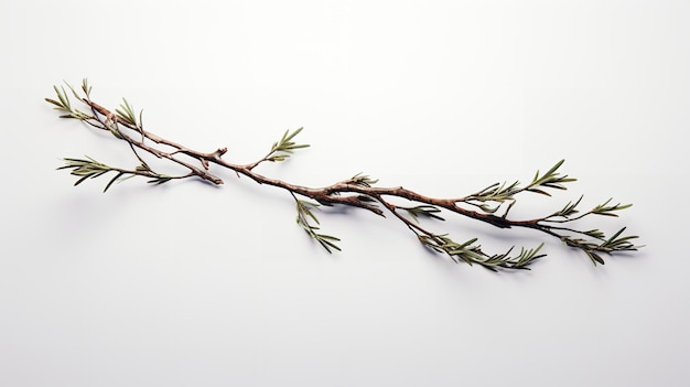 Photo a rosemary twig on a white backdrop isolated close up copy space herbal generative ai