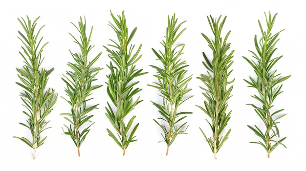 Rosemary on white background