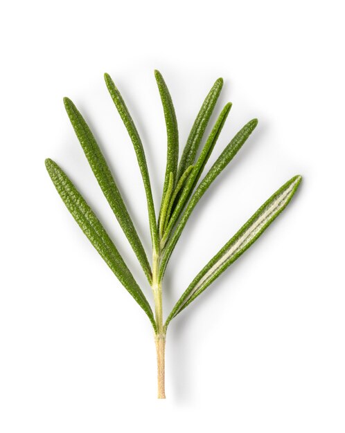 Photo rosemary on white background