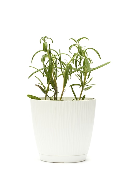 Photo rosemary in a white pot isolated