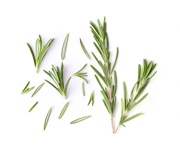 Rosemary on white wall