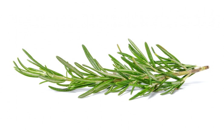 Photo rosemary on white 