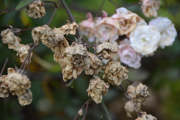 Foto il rosen.