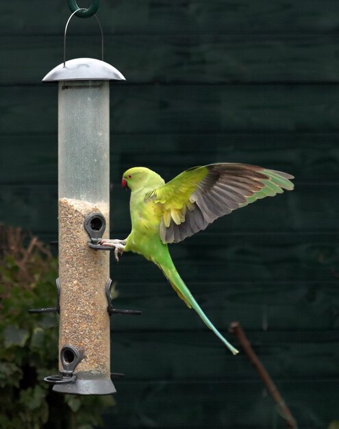 Roseringed インコ、サイロの鳥の餌箱