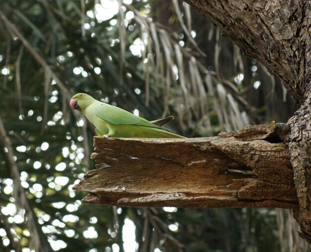 Roseringed Parakeet