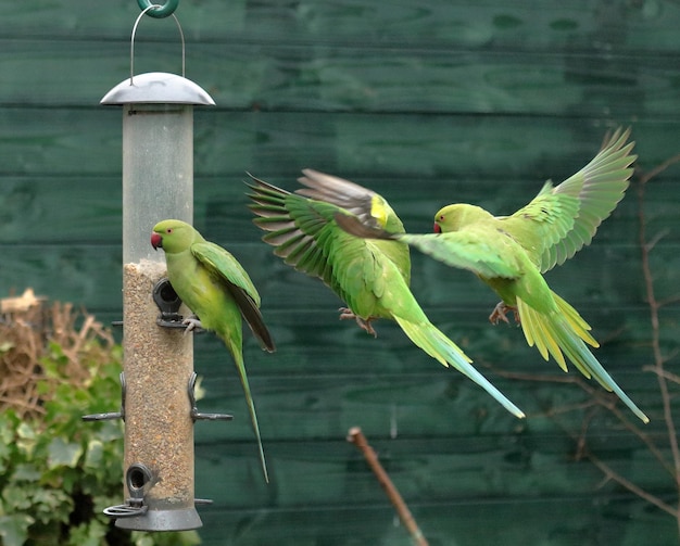 Photo roseringed parakeets