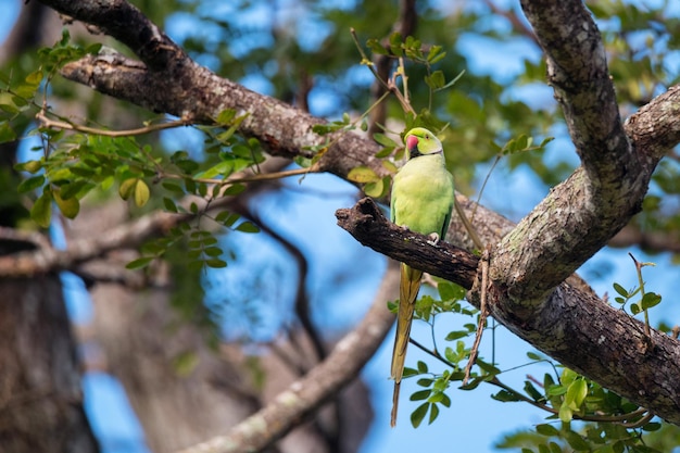 Roseringed parkiet of psittacula krameri bekend als de halsbandparkiet