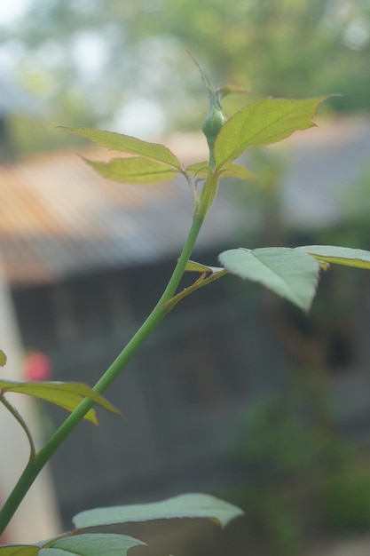 Roses are budding to bloom