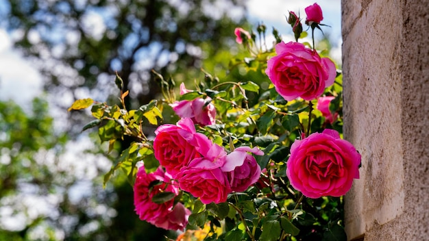 Foto le rose sono rosse