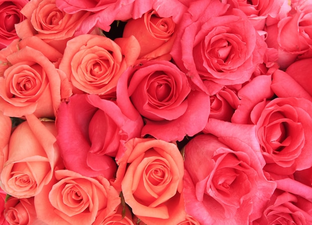 Roses background 