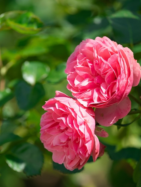 庭の茂みに咲くバラ、植物の背景