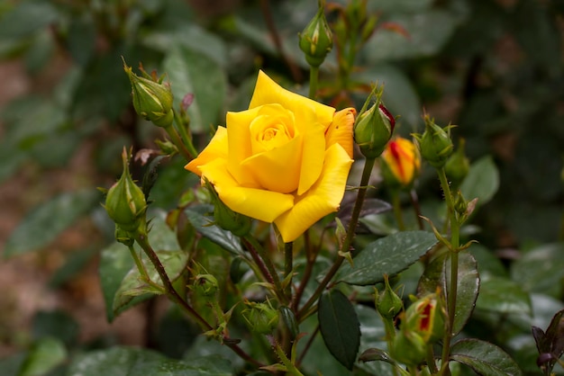 Roses blooming in the garden in spring season