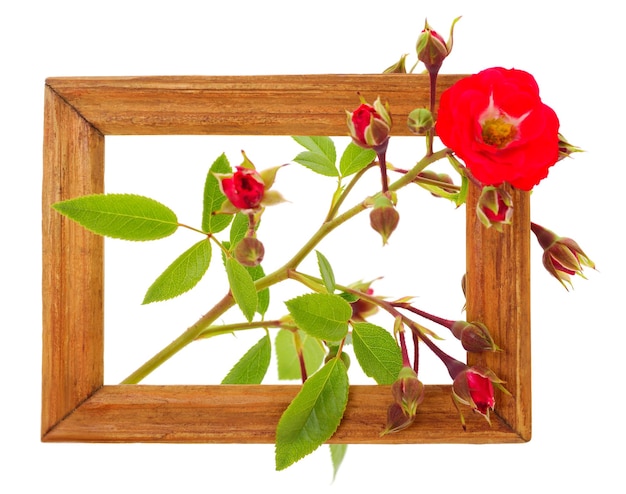 Roses in brown wooden frames