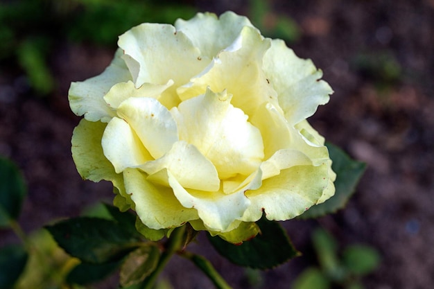 Roses on a bush in a garden