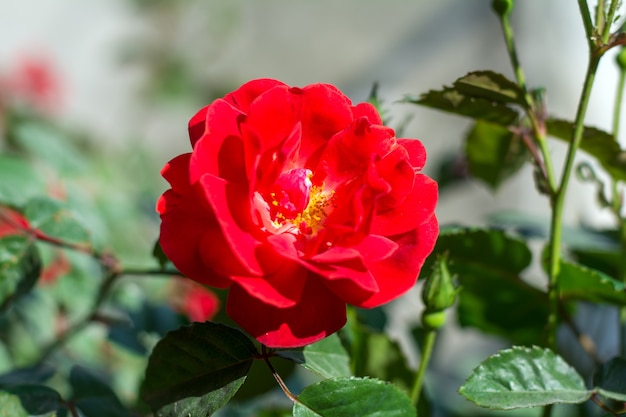 Roses bushes in the garden