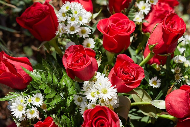 Rose e camomille con foto del primo piano delle foglie verdi