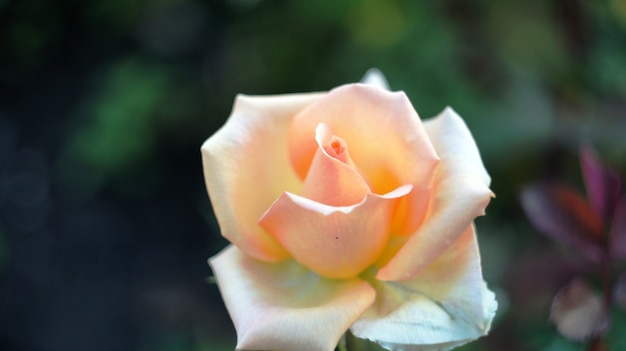 Roses on the city flowerbed.