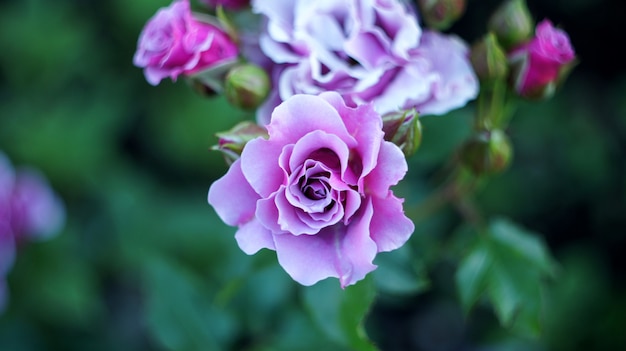 Roses on the city flowerbed.