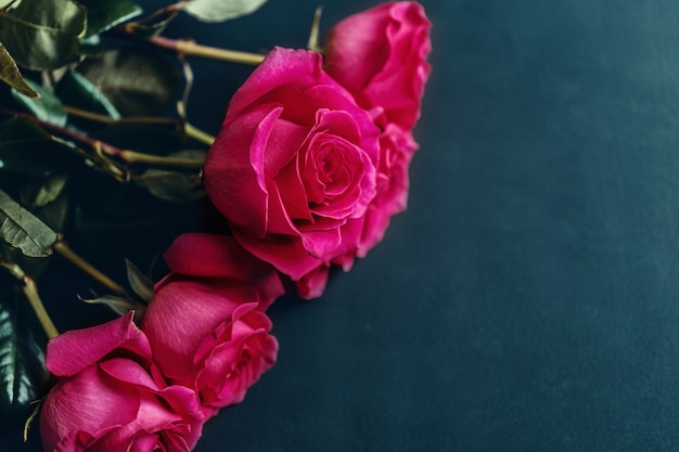 Photo roses close up. beautiful roses on dark background