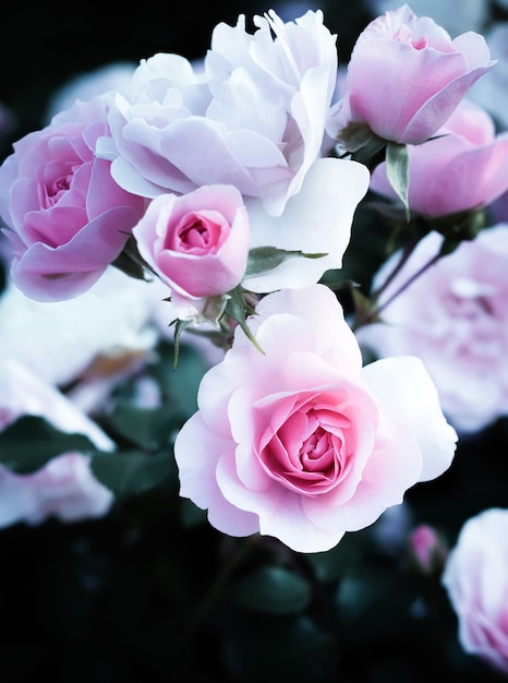 Roses of delicate pink color growing in the city park