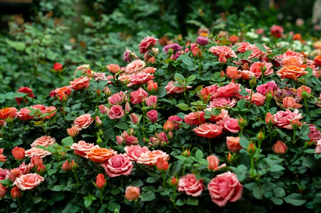 Photo roses field