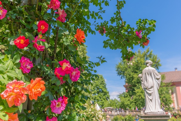 Roses in floral park of island of mainau