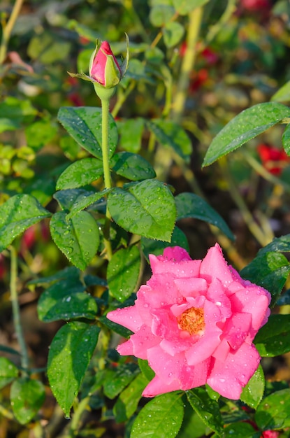 Foto fiore di rose