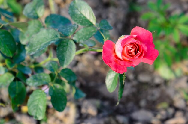 Roses flower