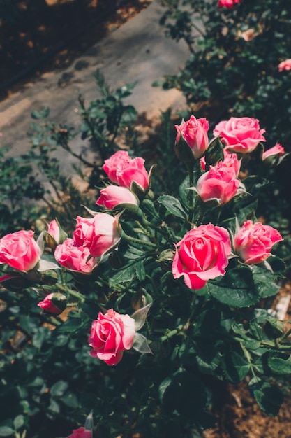 バラの花は庭のバラで夏に咲きます美しいバラの花がクローズアップ