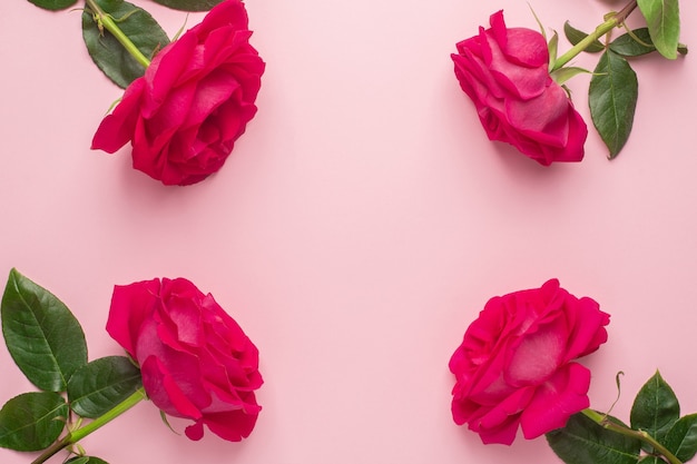 Roses flowers on a pink pastel background