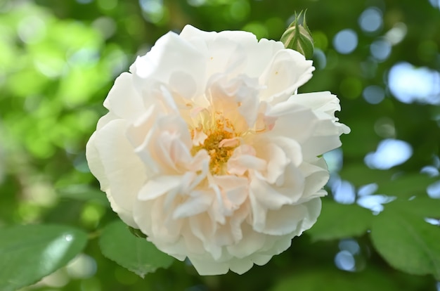 ローズオドラタと呼ばれる種類の野生のバラからのバラ
