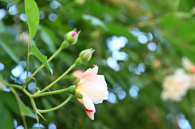 Photo roses from the kind of wild rose called rose odorata