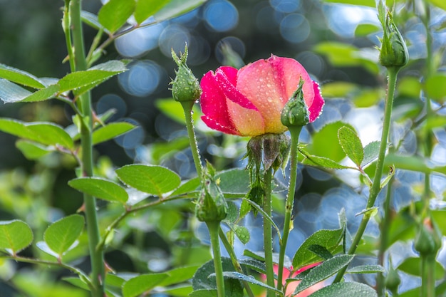 Rose in giardino dopo la pioggia