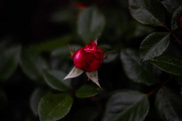 Roses in the garden on a dark green background pink and red