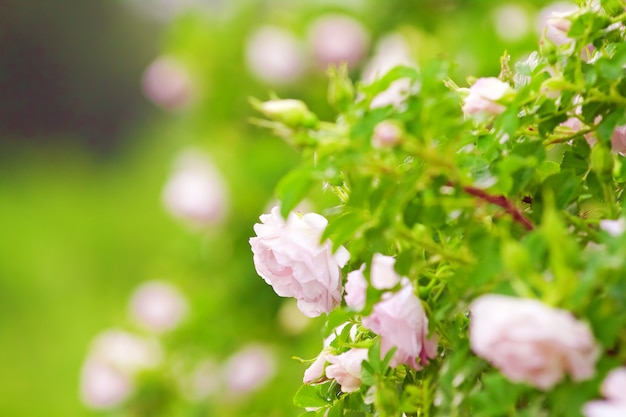 Rose sulle siepi del giardino