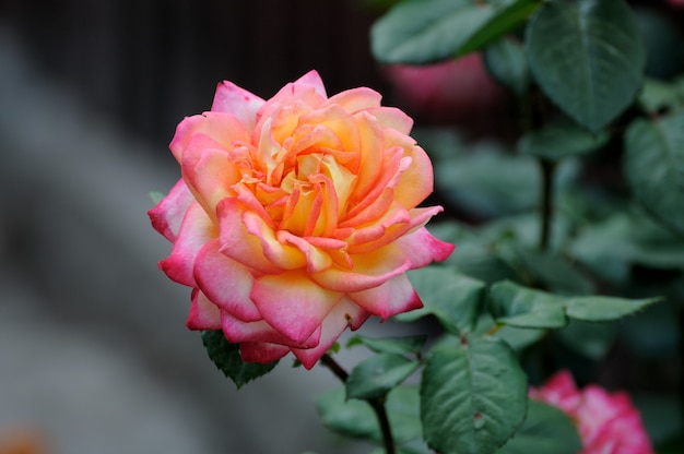 Roses in the garden home.