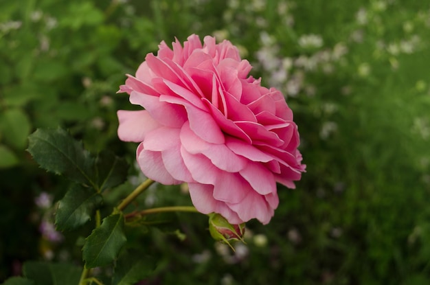 庭のバラ大きなテリーの花畑のピンクのバラ庭で育つ花の植物