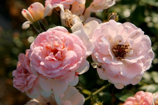 庭のバラ ピンクの花の自然な背景