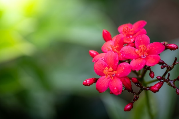 Roses in the garden, Roses are beautiful with a beautiful sunny day.