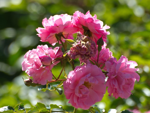 Foto il giardino delle rose