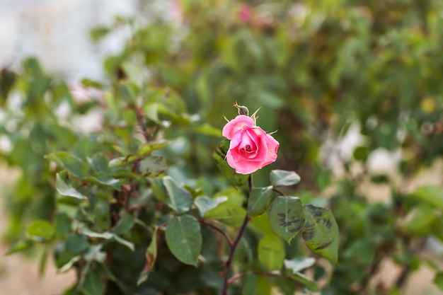 Roses in the garden